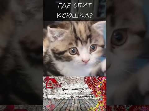 А где спит Ваша кошка? СМЕШНЫЕ КОШКИ 2022 #SHORTS