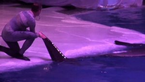 02/08/2023. Шоу "Буря. Остров волшебства". Косатка Ная. Москвариум