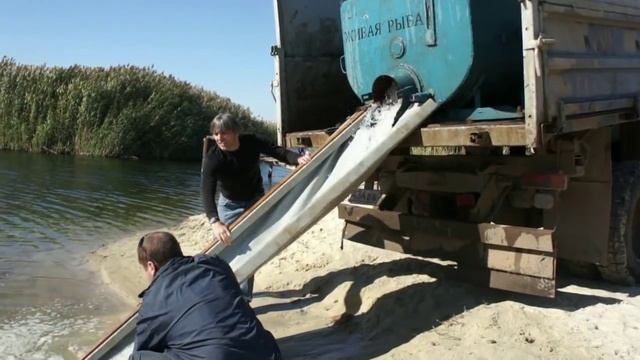 Зарыбление Варваровского водохранилища мальком сазана