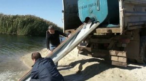Зарыбление Варваровского водохранилища мальком сазана