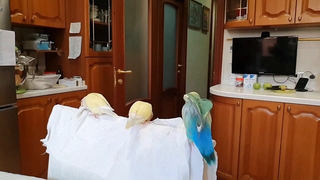 Полеты стаи 4 сентября 2023 года смотреть онлайн