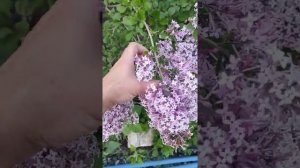 15.06 Сирень Ред Пикси-цветение???
