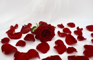 "Лепестки любви".
Музыка:  Ирина & Михаил Воронины,
слова: Дмитрий Лик.