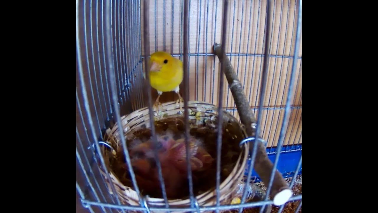 Канарейки кормят птенцов.