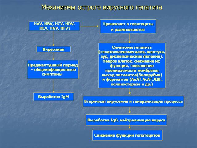 Патофизиология печени (лектор В.А.Назаров)