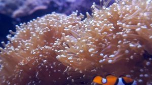 Aquarium 4K VIDEO (ULTRA HD) 🐠 Beautiful Coral Reef Fish - Relaxing Sleep Meditation Music #4