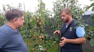 Что такое дерево-сад?