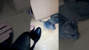Шиншилла играет и резвится