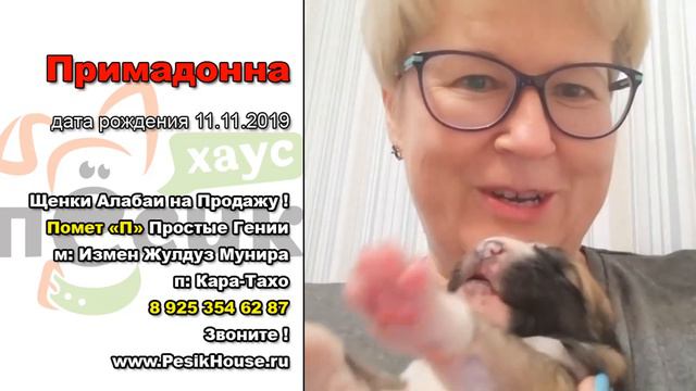 Примадонна купить щенка Алабая #2 помет П д.р. 11.11.2019 смотреть онлайн