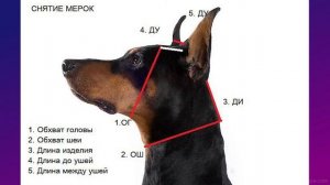 Вяжем шапочку для собачки/Первый  урок