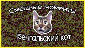 Смешные моменты с котом
