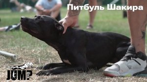 Питбуль Шакира на соревнованиях по пит-стафф многоборью Jump'n'Gym г. Москва. Спорт для собак