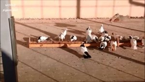 Обзор Идеальной Голубятни и Голубей/Overview Dovecote and Doves (Лев Горбунов,Тольятти)