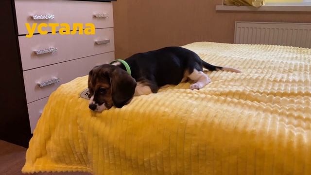 Первый день Бигля дома. Первое купание МОТИ / The first day at home of the Beagle. First bath смотреть онлайн