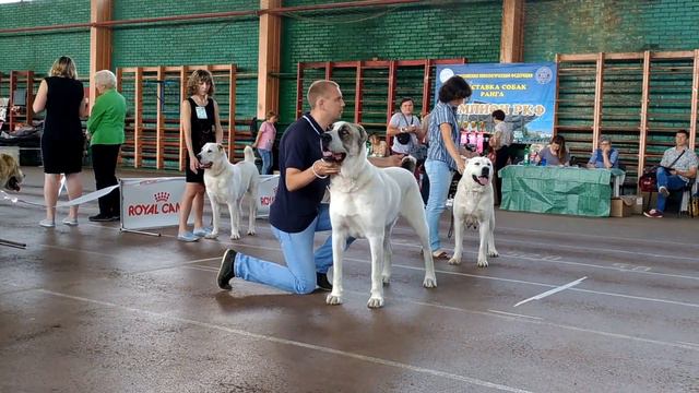Выставка ранга Чемпион РКФ 11.06.2017г. в Краснодаре. Эксперт Шиян Т.Ю. смотреть онлайн