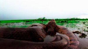 ТОП 4| САМЫЕ ГИГАНТСКИЕ ЗМЕИ В МИРЕ