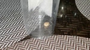 "ОТПРАВИТЬ ПАУКА ЗА УДАЧЕЙ"  ДЛЯ ВСЕХ. ВЕДЬМИНА ИЗБА. ИНГА ХОСРОЕВА.