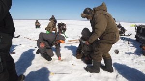 Зимняя ловля трофейного судака на вибы. В толпе! Зимняя подлёдная рыбалка. Рыбинское водохранилище