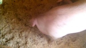 Порода свиней Ландрас! 7 месяцев!!!