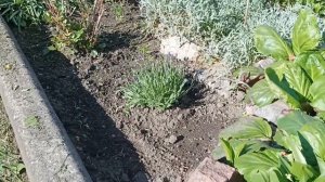 Сон трава и лаванда на клумбе. 23.05. 2022.