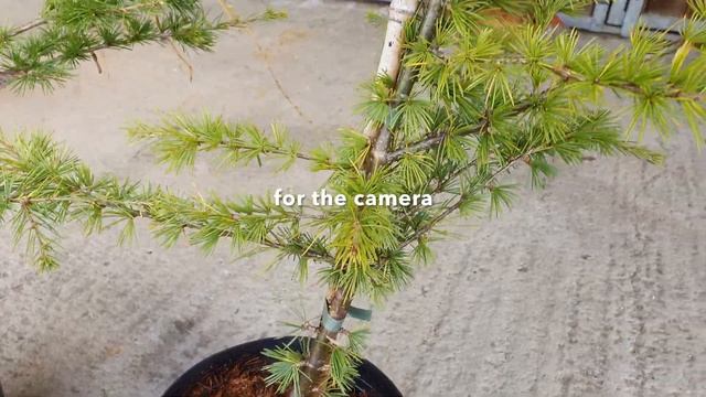 Unboxing two Cedrus Libani trees смотреть онлайн