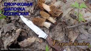 Сморчковая шапочка богемская | Verpa bohemica