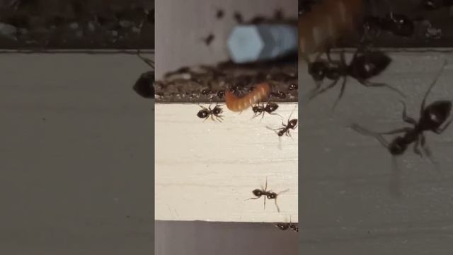 МУРАВЬИ УБИВАЮТ ЛИЧИНКУ ЗНАХАРЯ смотреть онлайн