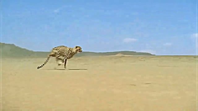 Удивительно красивый бег Гепарда