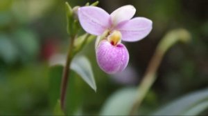 Phragmipedium schlimii in bloom video in HD