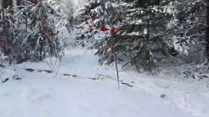 Ловля птиц (щуры)