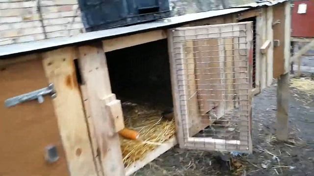 Клетка для кроликов своими руками с маточником и сенником