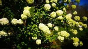 Калина обыкновенная "Розеум" (Viburnum opulus Roseum)