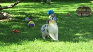 aussie puppi  female 7 weeks/  удивительная девочка ,голубой мрамор, голубые глаза -7 недель
