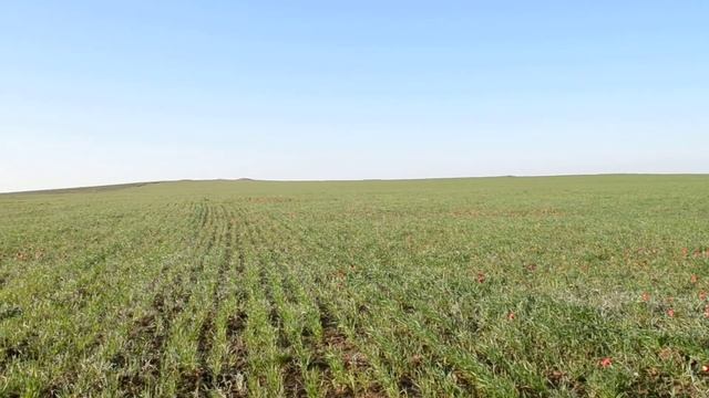 степные тюльпаны(лазурики) смотреть онлайн