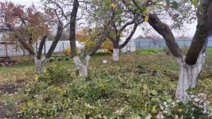 Обрезка яблонь и груш осенью. Убираем волчки.