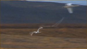 Димаш Кудайберген       Любовь уставших лебедей