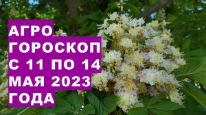 Агрогороскоп с 11 по 14 мая 2023 года. Агрогороскоп з 11 по 14 травня 2023 року