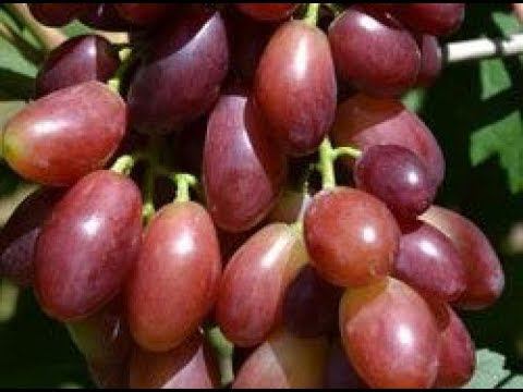 Виноград Малиновая заря и другие г. ф. селекции С. Криули. Плодоношение сеянцев смотреть онлайн