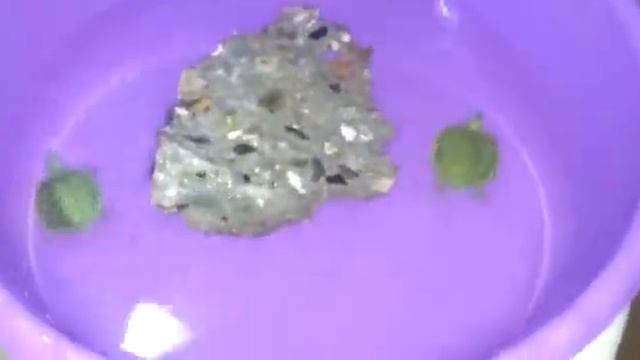 Карликовая красноухая черепаха.уход