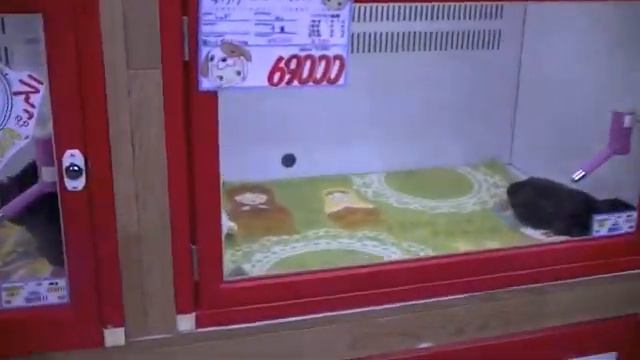 Зоомагазин в Японии смотреть онлайн