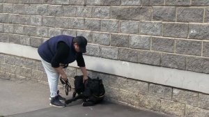 Дрессировка и коррекция агрессивной собаки: жестокость или необходимость