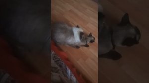 Pisik cutlesmesi Himolay Persi Siam pisiyi Вязка Гимолайский кота Сиамской кошки