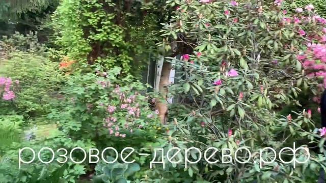 Рододендрон Костерианум(rhododendron kosterianum)