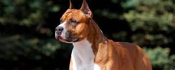 УТРЕННЯЯ ЗЕНА…ВЕДЬМИНА ИЗБА. ИНГА ХОСРОЕВА.mp4