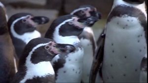 Почему папы пингвины вынашивают яйца?