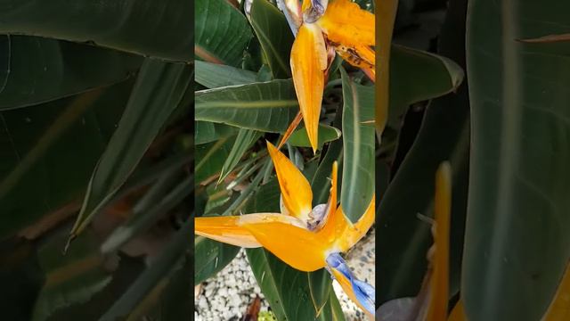 Strelitzia reginae flowers