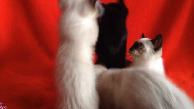 Купить шотландского котенка? Котята для Вас! Котята шотландские редких и классических окрасов.