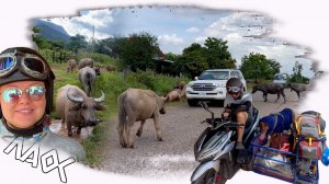 По следам природы Лаоса: Встреча с Горами, Реками и Буйволами