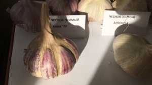 ЧЕСНОК озимый. Обзор сортов  Как подготовить почву для посадки озимого чеснока