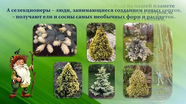 Эко путешествие «Хвойные родственники» смотреть онлайн